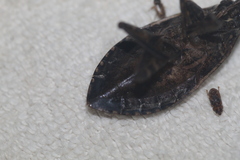 Belostoma subspinosum