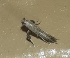 Caloptilia triadicae