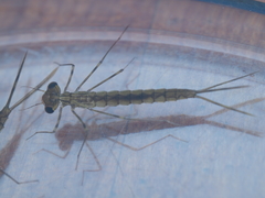 Austrolestes colensonis