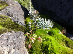 Euphorbia glauca