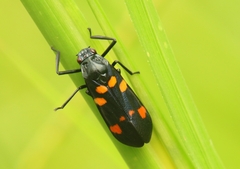 Callitettix versicolor