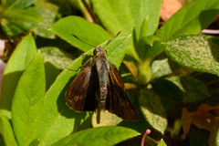 Cephrenes augiades