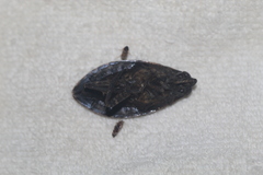 Belostoma subspinosum