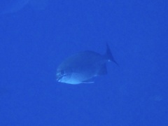 Kyphosus cinerascens