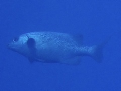 Kyphosus cinerascens