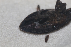 Belostoma subspinosum