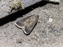 Noctuinae
