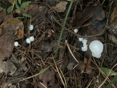 Marasmiellus candidus