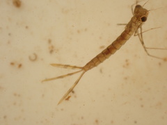 Austrolestes colensonis