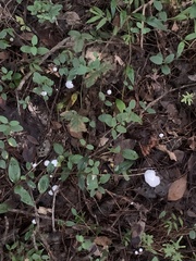 Marasmiellus candidus