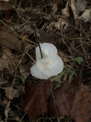 Marasmiellus candidus