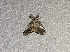 Orgyia pseudotsugata