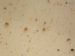 Ostracoda