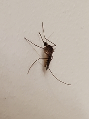Culex pipiens