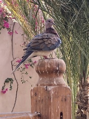 Streptopelia senegalensis