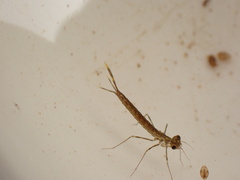 Austrolestes colensonis