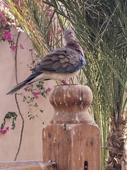 Streptopelia senegalensis