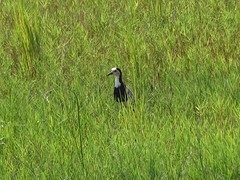 Vanellus crassirostris