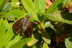 Cephrenes augiades
