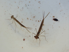 Austrolestes colensonis
