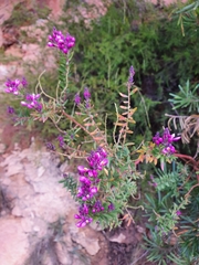 Comesperma ericinum