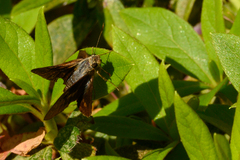 Cephrenes augiades