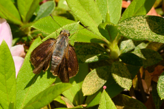 Cephrenes augiades