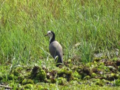 Vanellus crassirostris