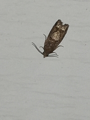 Eucosma parmatana