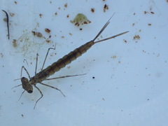 Austrolestes colensonis