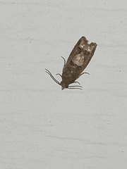 Eucosma parmatana