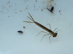 Austrolestes colensonis