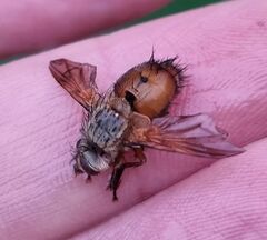 Tachininae
