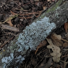 Parmelina tiliacea