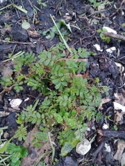 Acaena anserinifolia