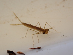 Austrolestes colensonis