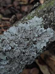 Parmelina tiliacea