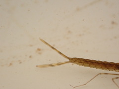 Austrolestes colensonis