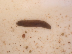 Platyhelminthes