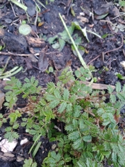 Acaena anserinifolia