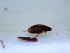 Enochrus