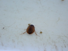Enochrus