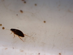 Enochrus