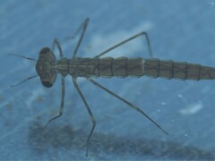 Austrolestes colensonis