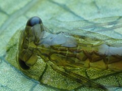 Austrolestes colensonis
