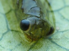 Austrolestes colensonis