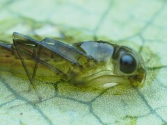 Austrolestes colensonis