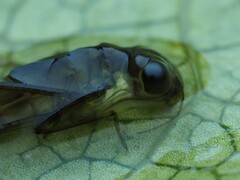 Austrolestes colensonis
