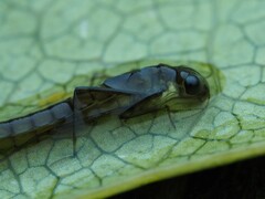Austrolestes colensonis