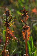 Gentiana macrophylla